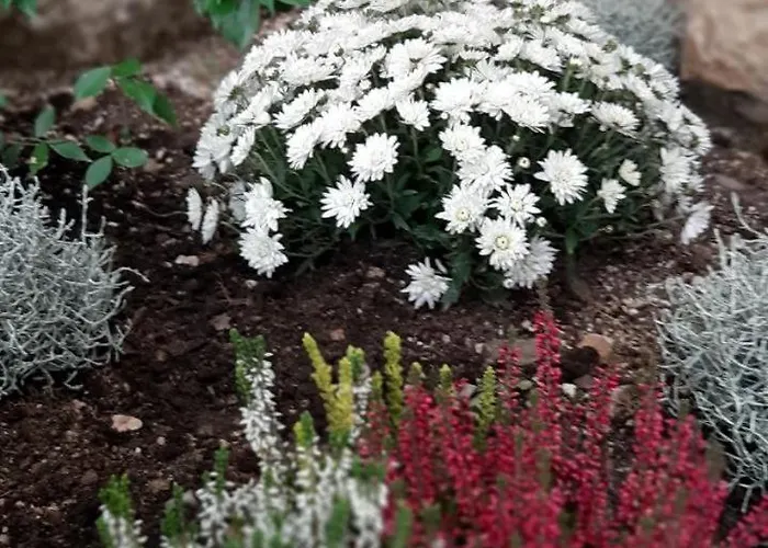 Alexante Guest house