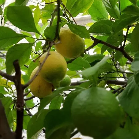 Alexante 4* トロギール