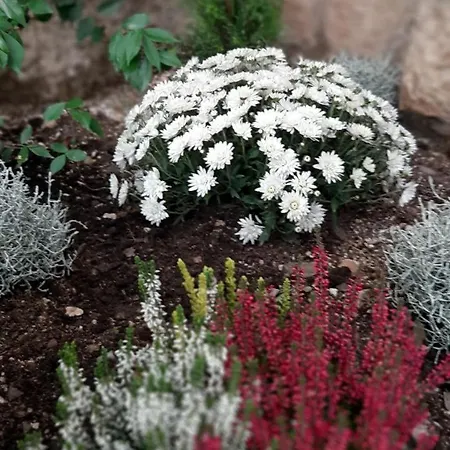 Alexante Guest house