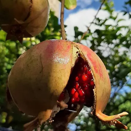 Alexante Πανσιόν 4*